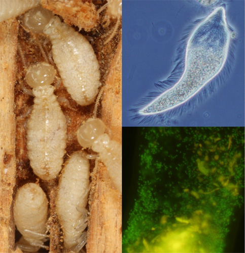 イエシロアリ（左）と腸内のセルロース分解性の原生生物（右上）、原生生物の細胞内に共生する細菌（右下）