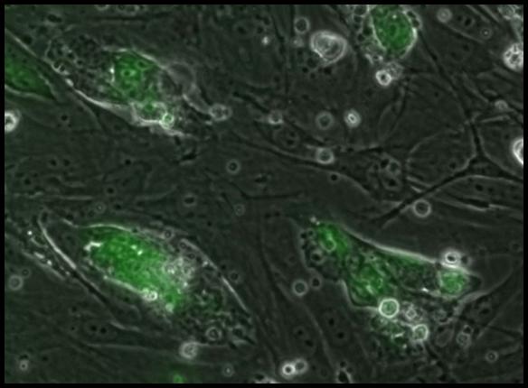 細胞の画像２