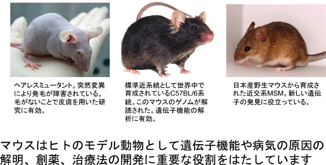 マウスの種類