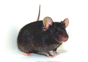 マウスの画像２