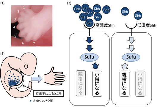 図１）Ｓｈｈシグナルを伝達するＳｕｆｕ遺伝子の点突然変異によって多指症になったマウス胎児の前足。図２）手の向きを決めるメカニズムのモデル。図３）Ｓｈｈシグナル伝達経路のモデル。